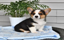 Welsh Corgi Pembroke dogs for sale: Jewel - Image 1