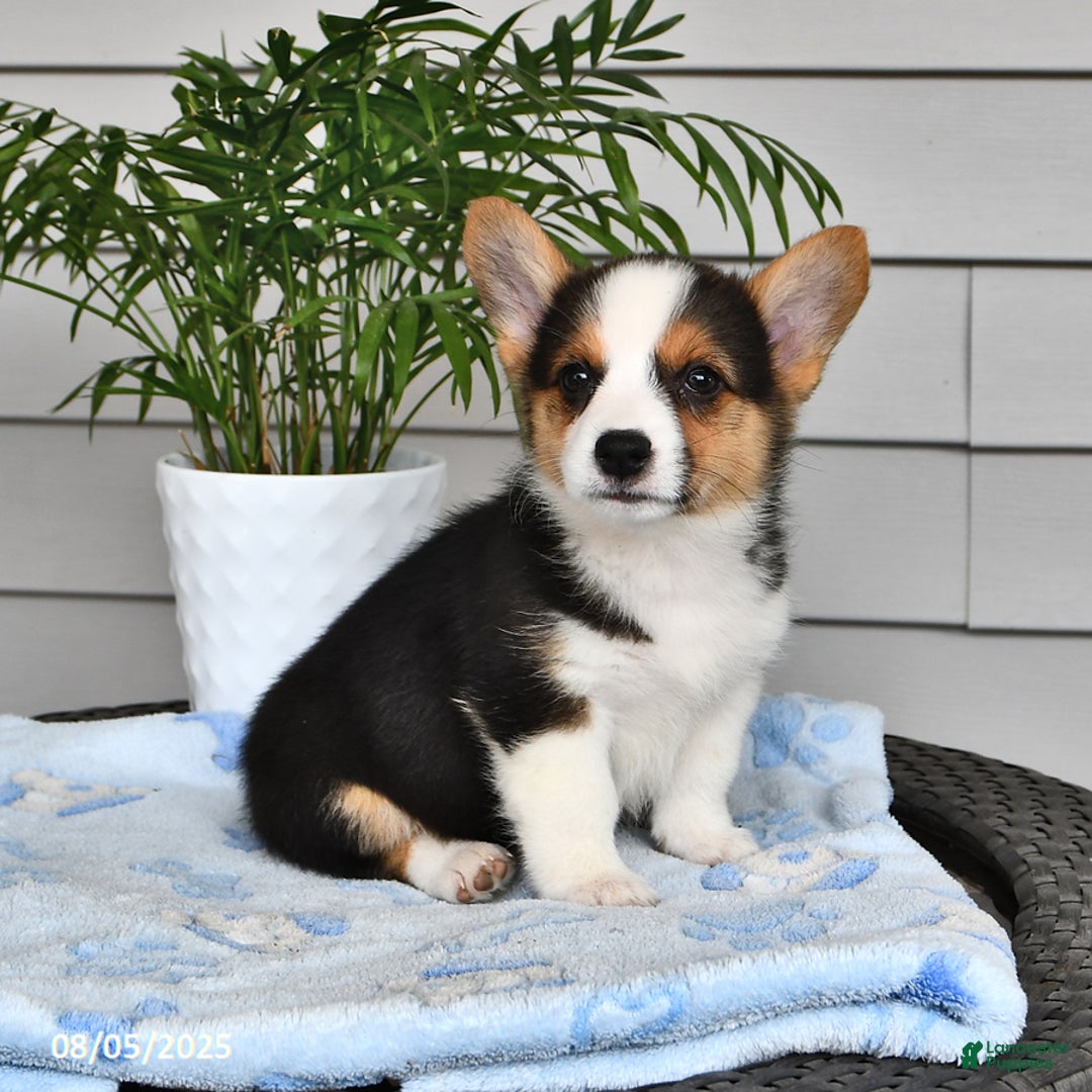 Welsh Corgi Pembroke dogs for sale: Jewel - Image 1