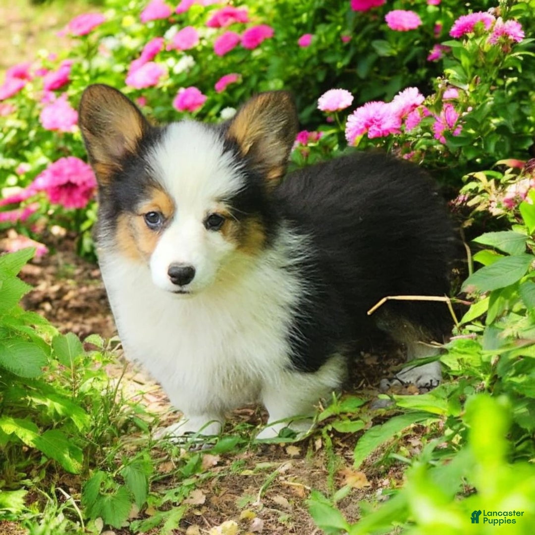 Welsh Corgi Pembroke dogs for sale: Trixie Fluffy - Image 2
