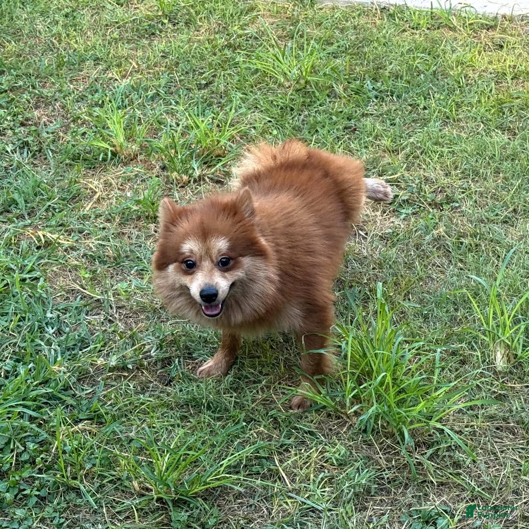 Pomeranian dogs for sale: Winston - Image 3