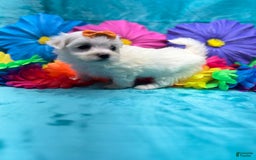 Maltese dogs for sale: AKC orange bow - Image 1