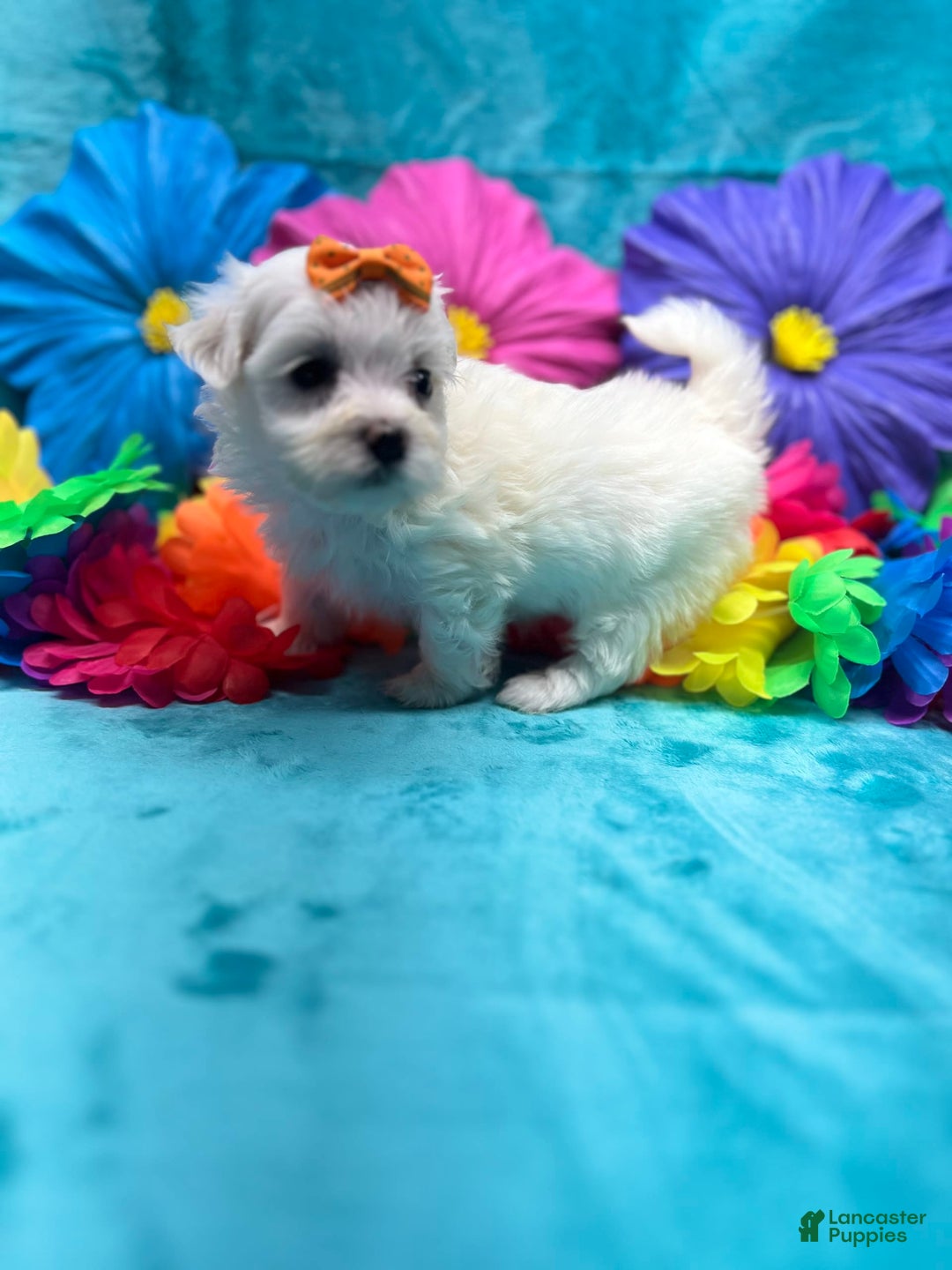 Maltese dogs for sale: AKC orange bow - Image 1