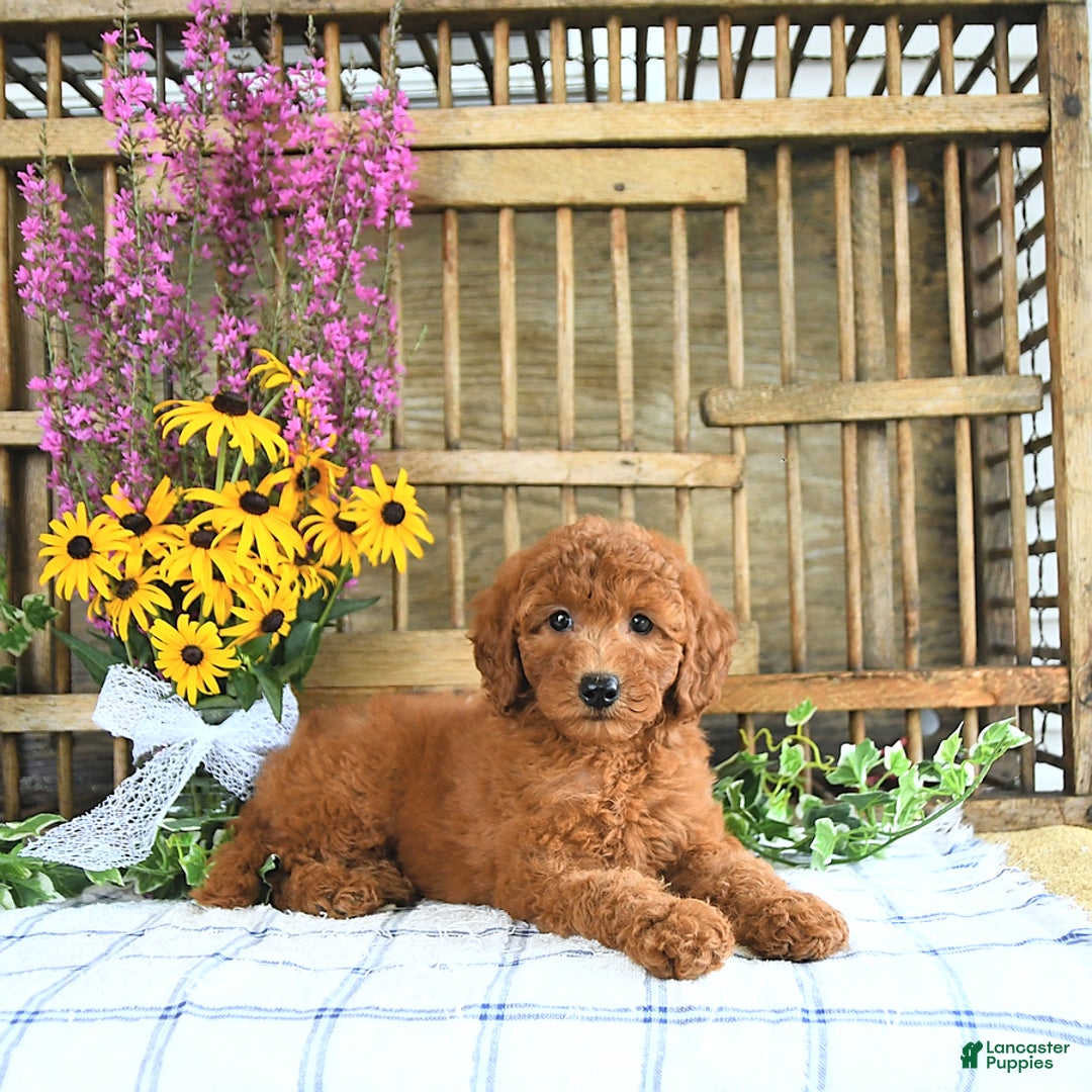 Mini Goldendoodle dogs for sale: Kennedy - Image 2