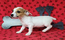 Jack Russell Terrier dogs for sale: June Broken Coat Jrt - Image 7