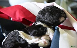 Standard Poodle dogs for sale: Crown - Image 3