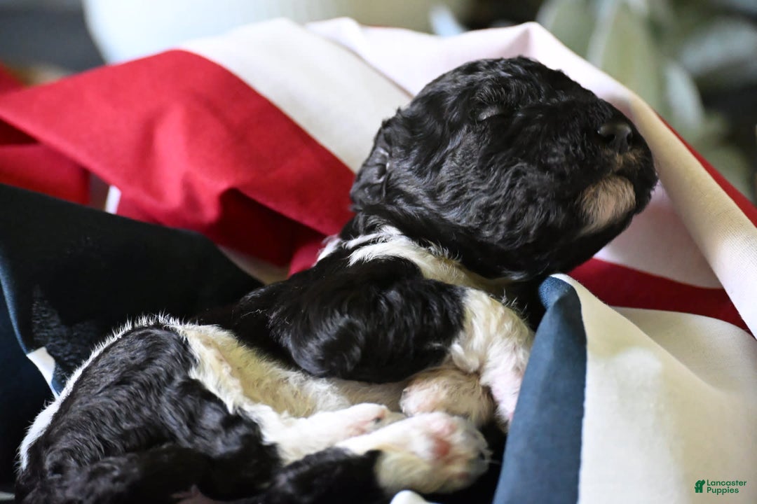 Standard Poodle dogs for sale: Crown - Image 3