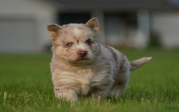 Gerberian Shepsky dogs for sale: Max - Image 1