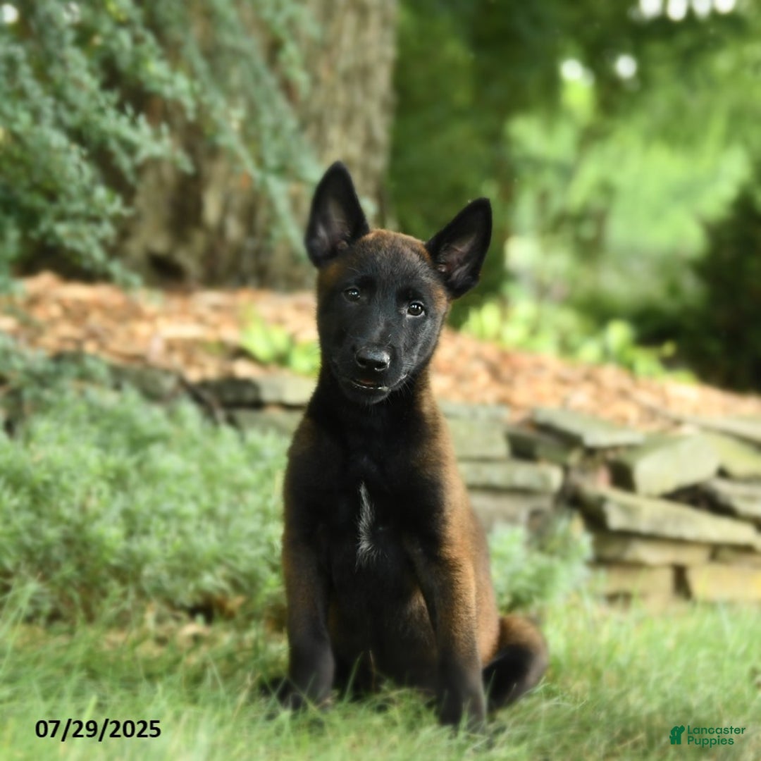 Belgian Malinois dogs for sale: Cricket - Image 1