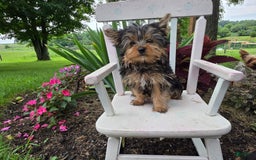 Yorkshire Terrier dogs for sale: Justin - Image 3