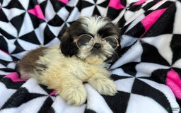 Shih Tzu dogs for sale: Mopsy - Image 2