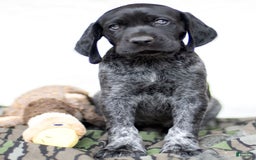 German Shorthaired Pointer dogs for sale: German Shorthaired Pointer 6 puppies - Image 1