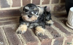 Miniature Schnauzer dogs for sale: Gypsy Male 1 - Image 5