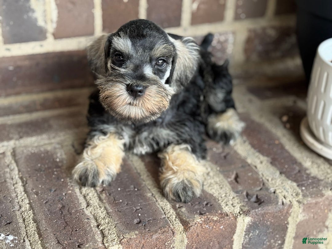 Miniature Schnauzer dogs for sale: Gypsy Male 1 - Image 5