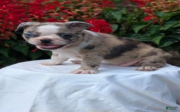 Frenchton dogs for sale: Nadia - Image 7
