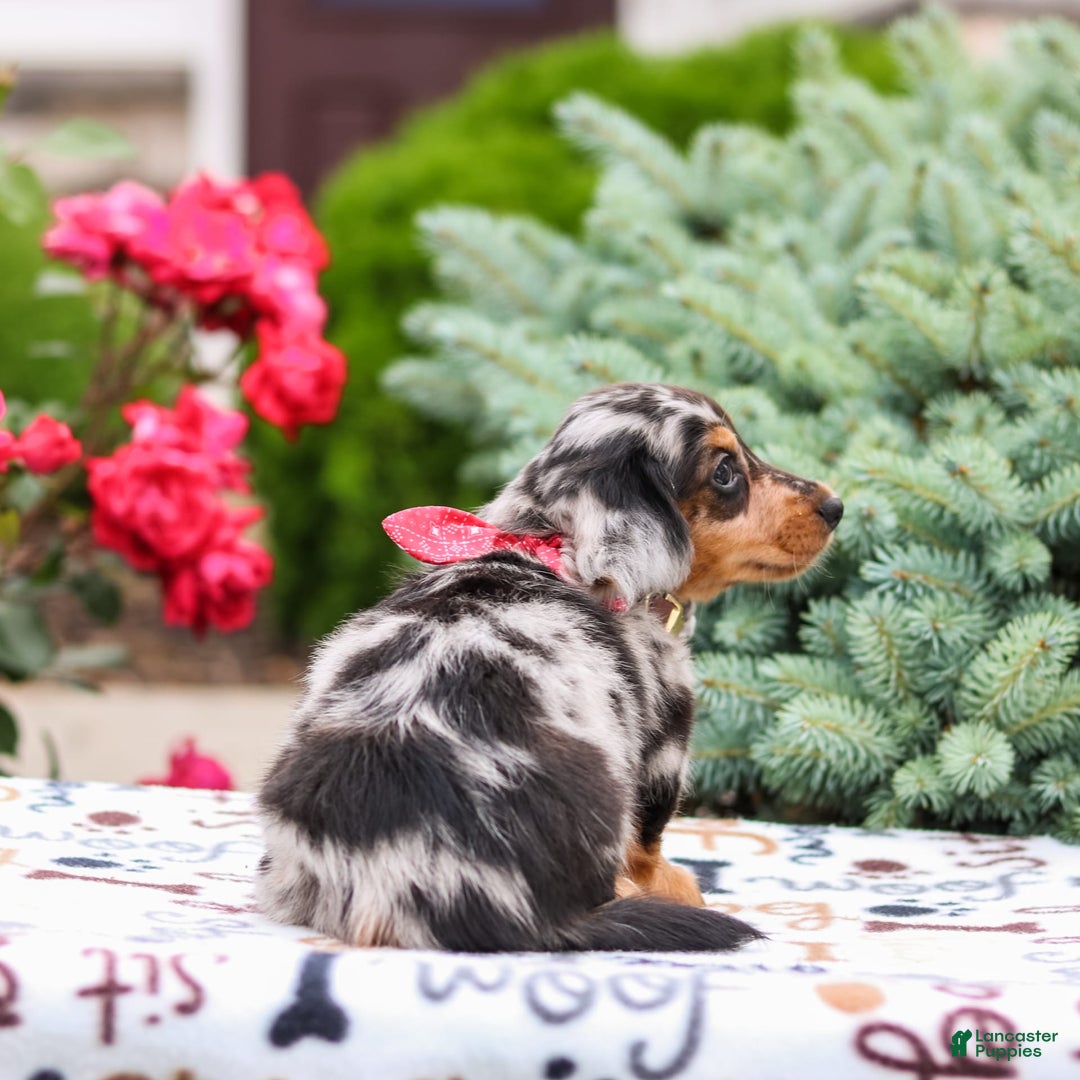Miniature Dachshund dogs for sale: Quinn - Image 5