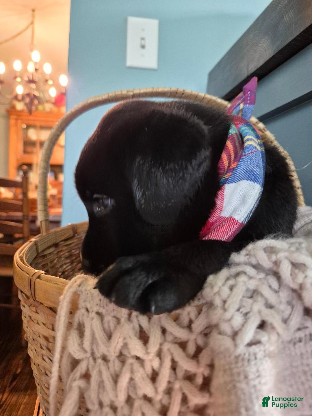 Labrador Retriever dogs for sale: Stanley Hudson - Image 2