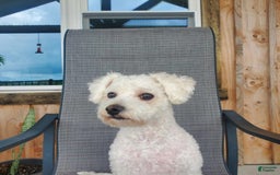 Bichon Frise dogs for sale: Buddy - Image 2