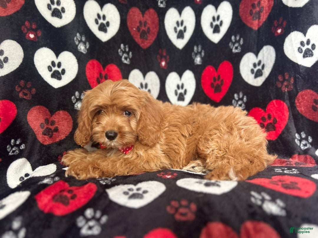Cavapoo dogs for sale: Kona - Image 8