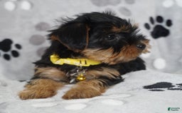 Yorkshire Terrier dogs for sale: Alyssa - Image 11
