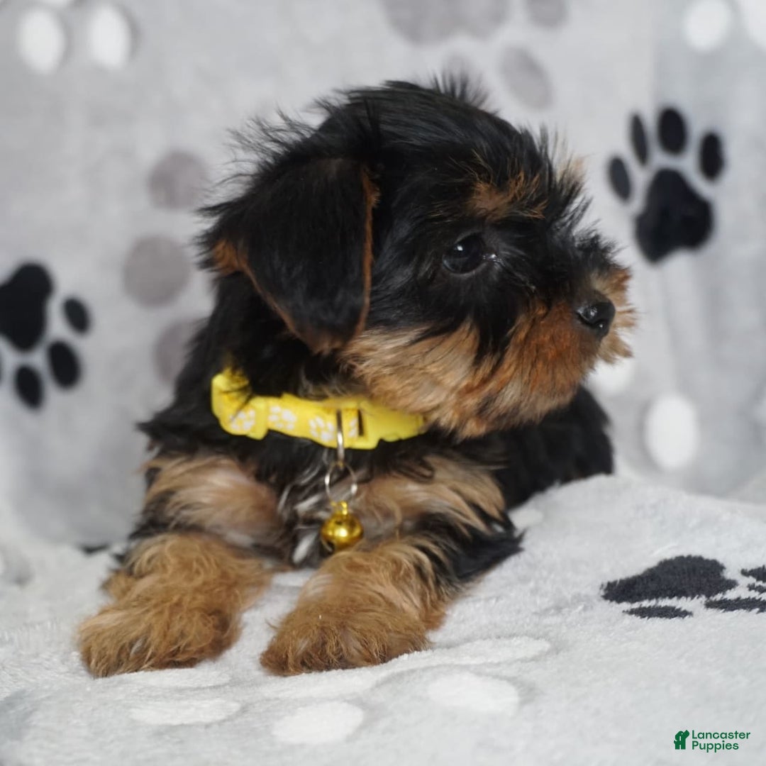 Yorkshire Terrier dogs for sale: Alyssa - Image 11