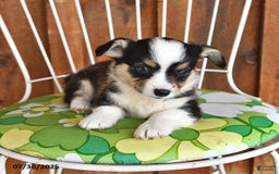Welsh Corgi Pembroke dogs for sale: Spike - Image 5