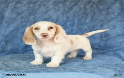 Miniature Dachshund dogs for sale: Skippy - Image 3