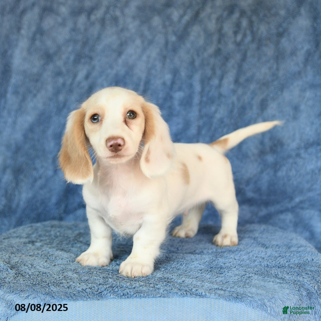 Miniature Dachshund dogs for sale: Skippy - Image 3
