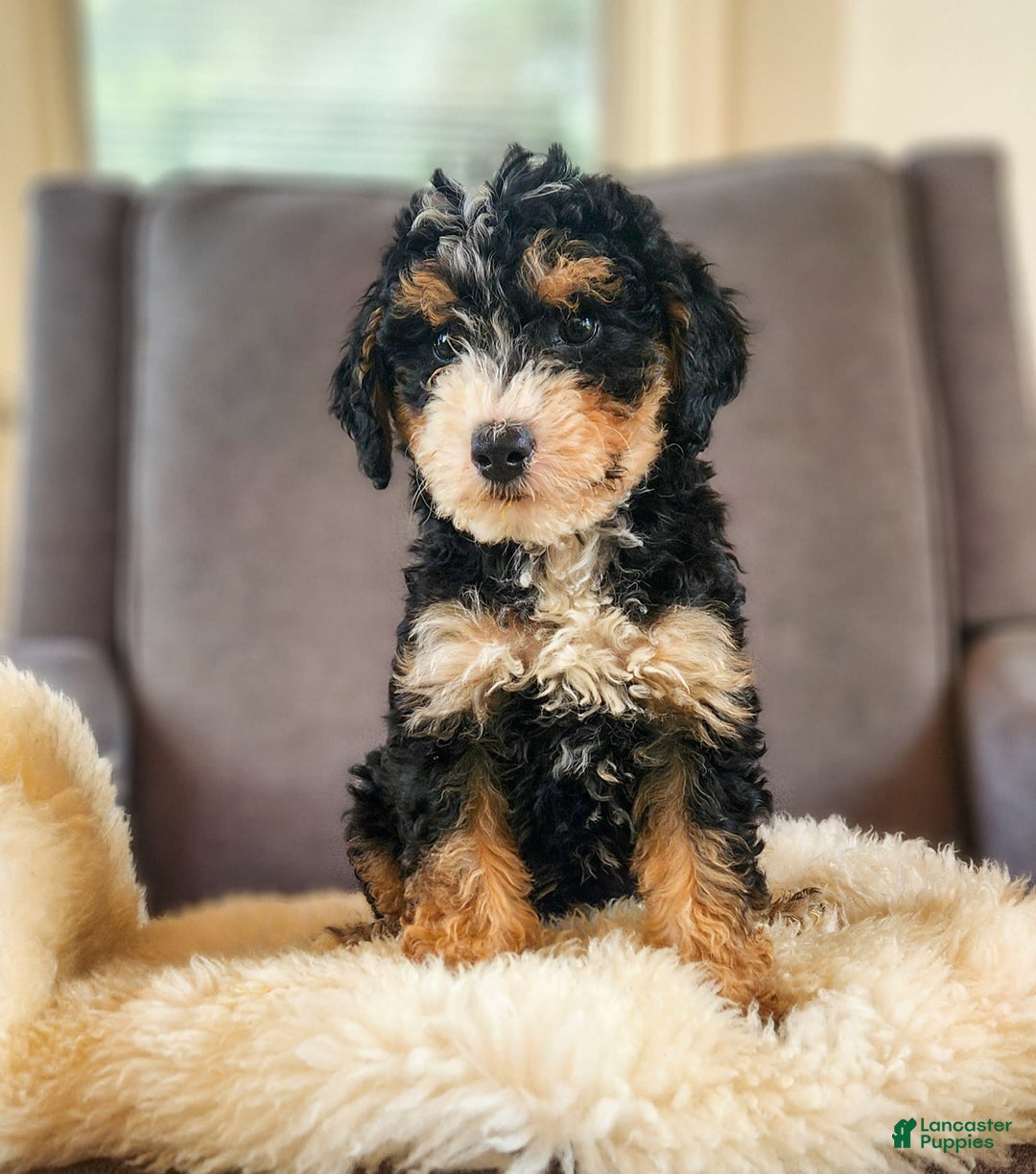 Mini Bernedoodle dogs for sale: Courtney - Image 6
