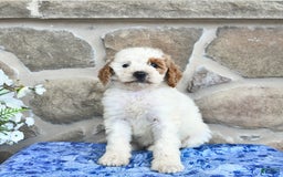Goldendoodle dogs for sale: Sweetheart - Image 5