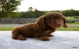 Miniature Dachshund dogs for sale: Spencer - Image 5