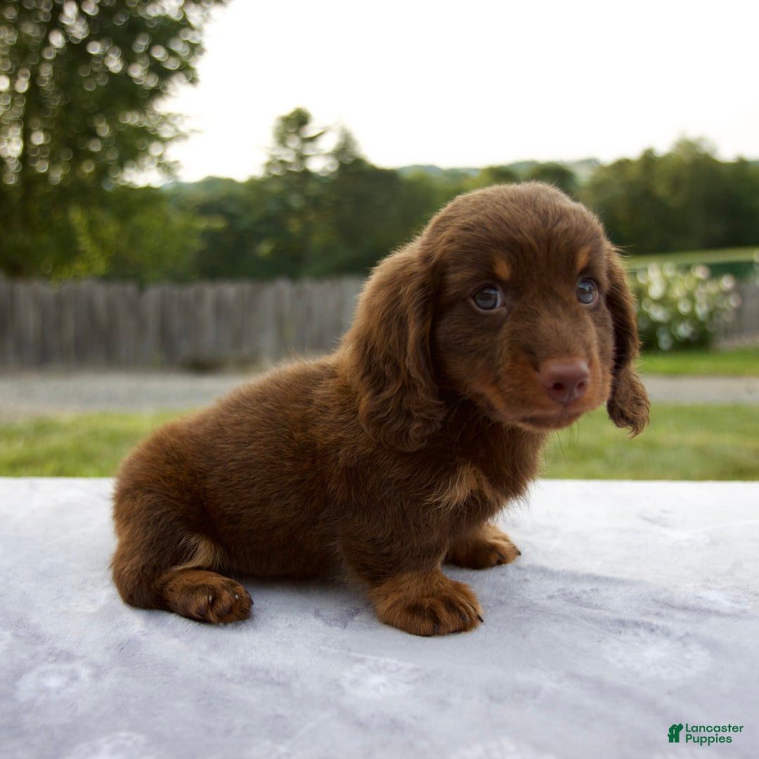 Miniature Dachshund dogs for sale: Spencer - Image 5