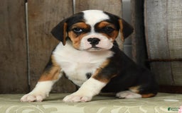 Beabull dogs for sale: Winnie - Image 1