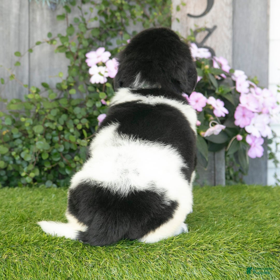Newfoundland dogs for sale: Tank - Image 4