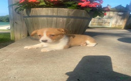 Welsh Corgi Pembroke dogs for sale: Lady - Image 2