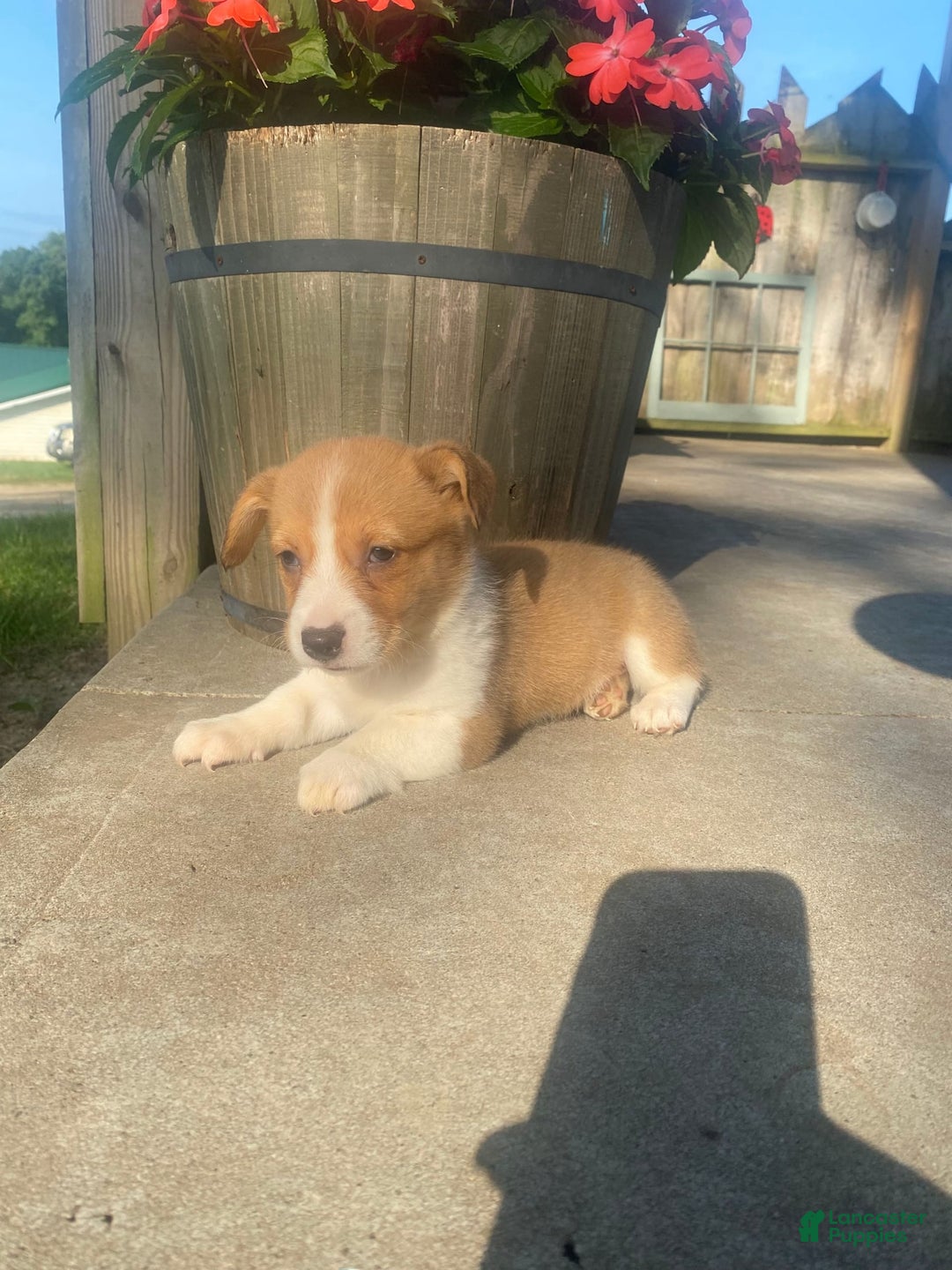 Welsh Corgi Pembroke dogs for sale: Lady - Image 2