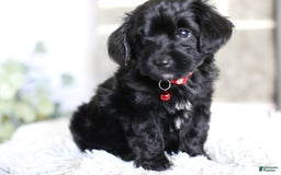 Yorkiepoo dogs for sale: Button - Image 11