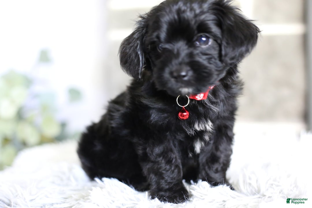 Yorkiepoo dogs for sale: Button - Image 11