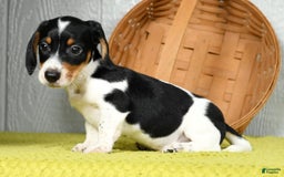 Miniature Dachshund dogs for sale: Buster - Image 7