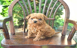 Toy Poodle dogs for sale: Peanut   Extra Small - Image 8