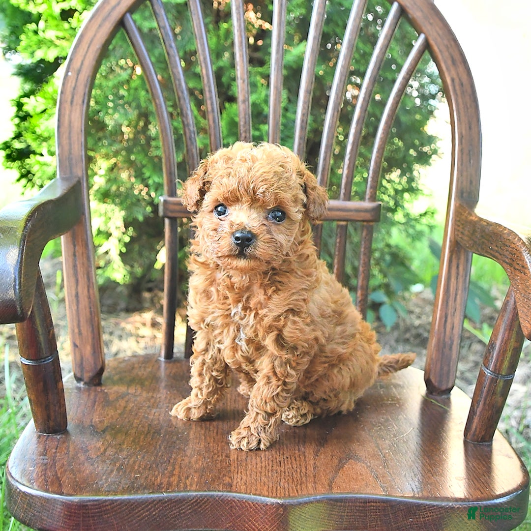 Toy Poodle dogs for sale: Peanut   Extra Small - Image 8