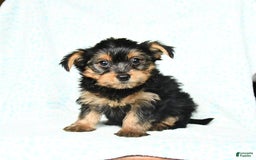 Yorkshire Terrier dogs for sale: Cash - Image 1
