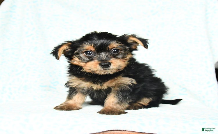 Yorkshire Terrier dogs for sale - Ad 5