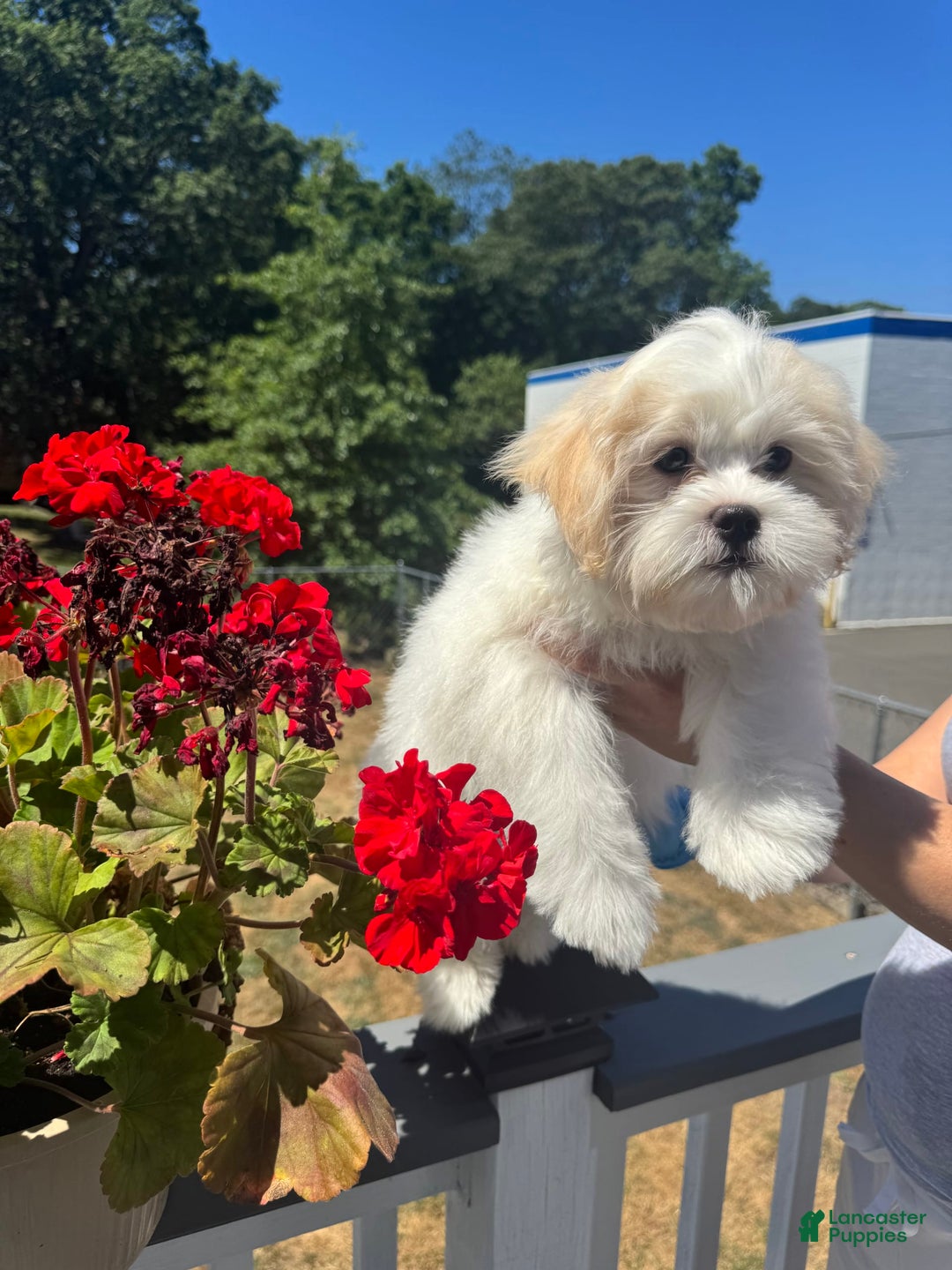 Malshi dogs for sale: Kobe - Image 2