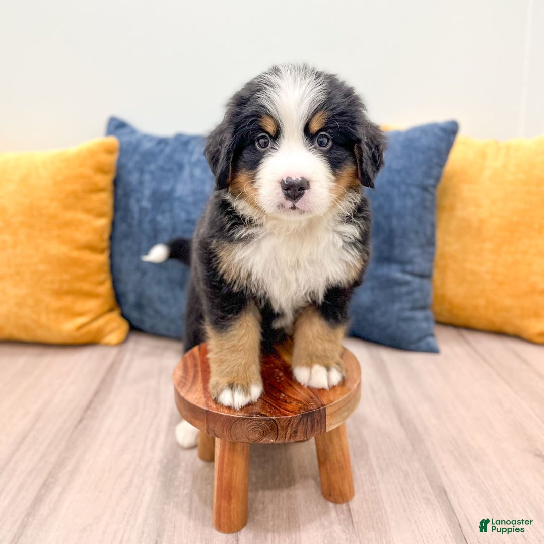 Bernese Mountain Dog dogs for sale: Chief - Image 7
