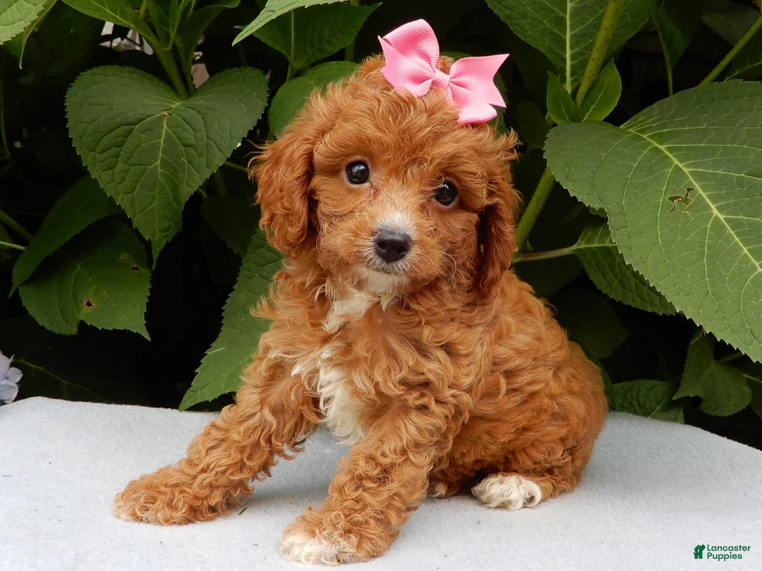 Cavapoo dogs for sale: Missy - Image 6