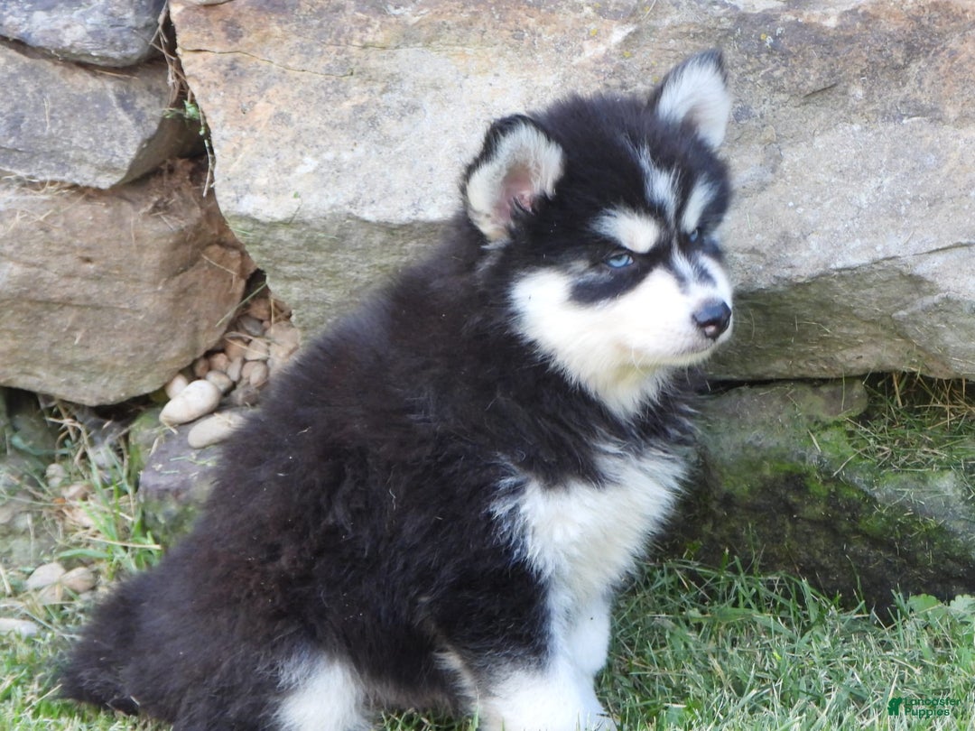 Pomsky dogs for sale: Spike - Image 7