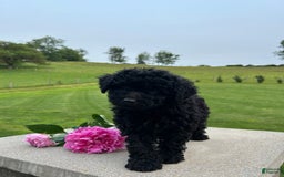 Mini Aussiedoodle dogs for sale: Edie - Image 2