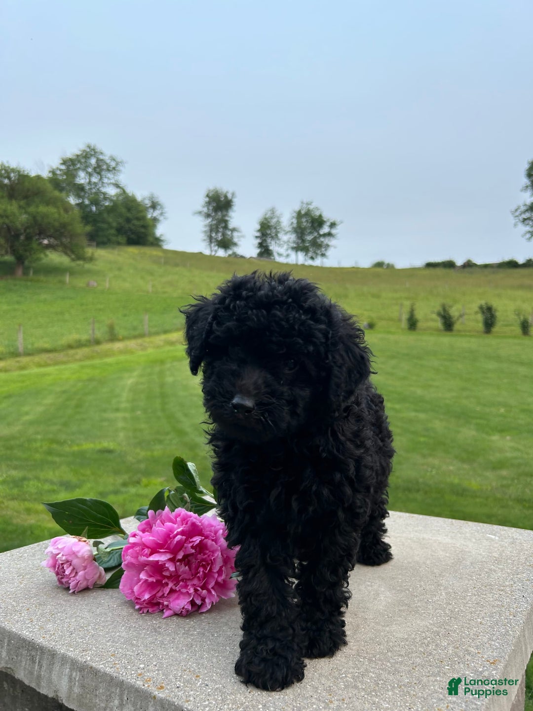 Mini Aussiedoodle dogs for sale: Edie - Image 2