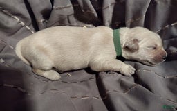 Golden Retriever dogs for sale: Pepper - Image 29
