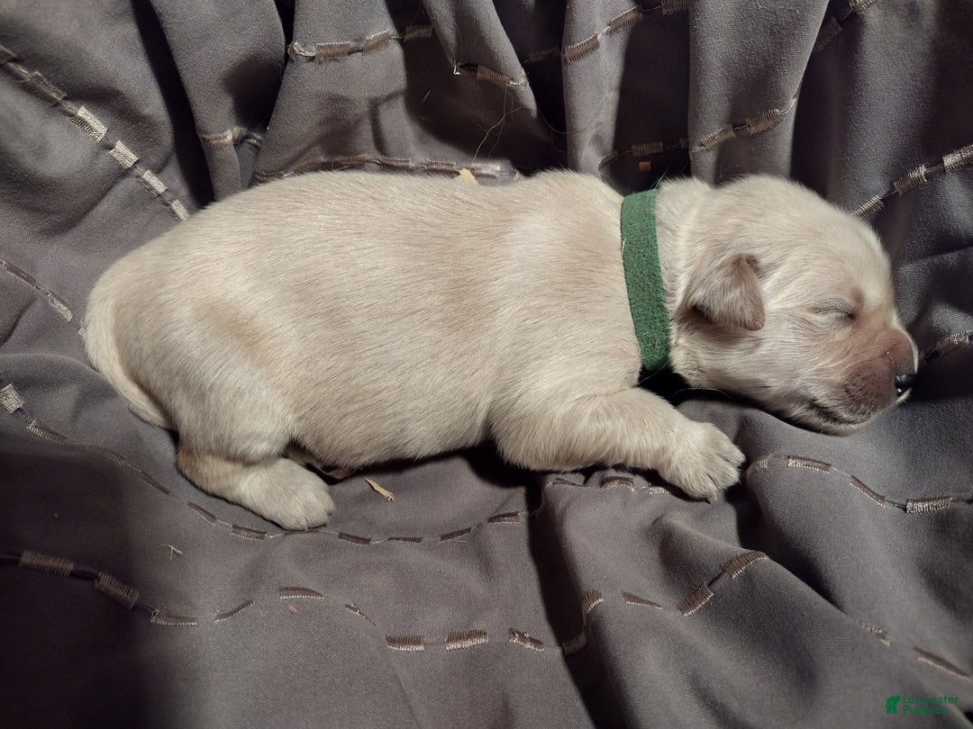 Golden Retriever dogs for sale: Pepper - Image 29